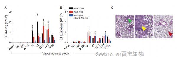 Science子刊：開發新型肺結核疫苗