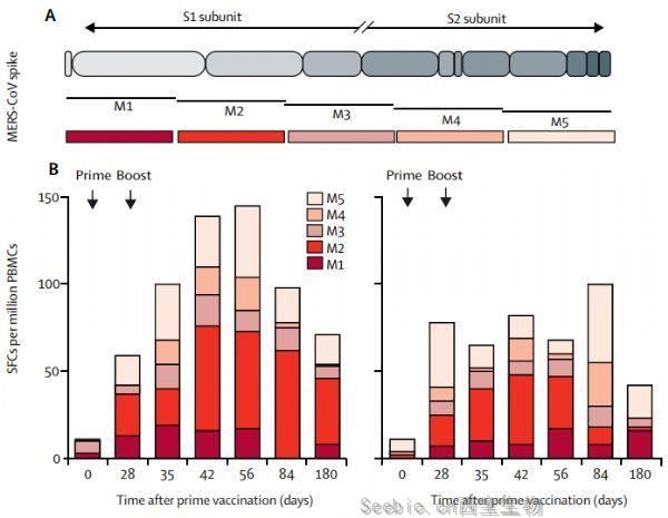 Lancet Infect Dis：MERS冠狀病毒疫苗有望治療MERS