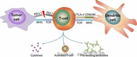 Cancer Discov：新的藥物組合有助于克服對抗<font color='red'>PD-1</font>免疫治療的耐藥性