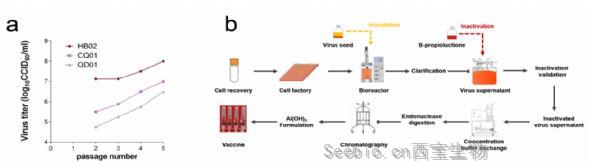 Cell：中國科學(xué)家開發(fā)一種SARS-CoV-2滅活疫苗，BBIBP-CorV，動物實驗顯示有效的保護作用