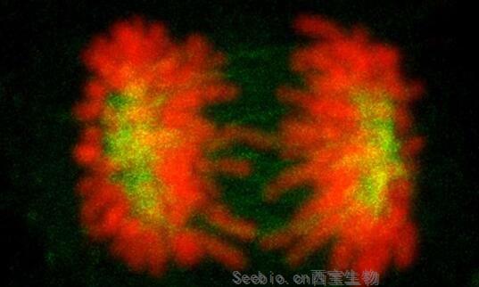 Genes & Devel：揭秘細胞記住自己身份避免產生誘發癌癥錯誤的分子機制