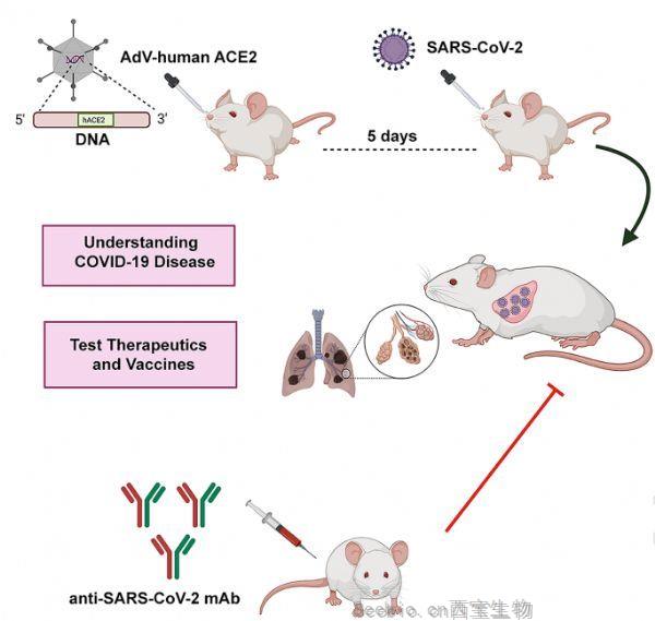 Cell：小鼠SARS-CoV-2感染模型揭示中和抗體的保護作用