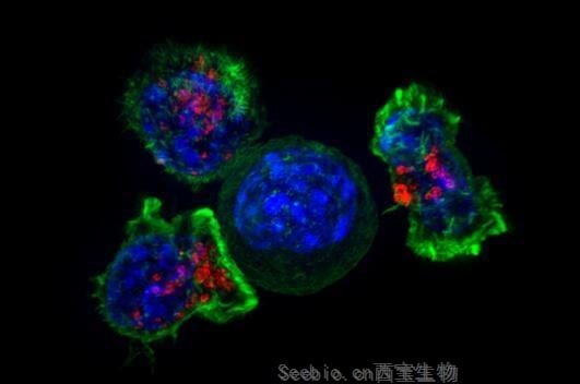 Cancer Cell：兩種新型潛在的小分子化合物或能有效殺滅其它療法無法殺滅的<font color='red'>癌細胞</font>