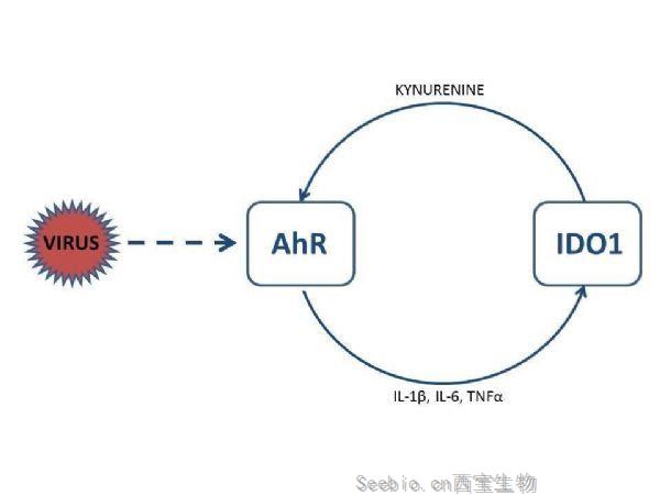 SARS-CoV-2單一基因的上調(diào)如何導(dǎo)致細(xì)胞因子風(fēng)暴？