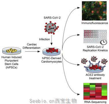 Cell子刊：新研究表明在實驗室培養皿中，新冠病毒可感染心臟細胞