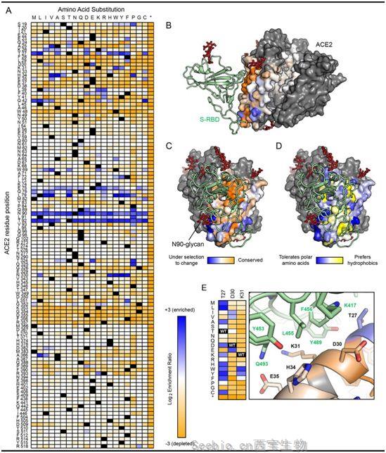 Science：利用經過基因改造的人ACE受體作為誘餌引誘新冠病毒，阻斷感染