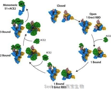 Nature：揭示SARS-CoV-2刺突蛋白結合人ACE2受體的結構機制