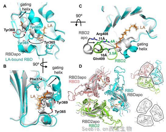 Science：發現新冠病毒S蛋白的一個亞油酸結合口袋，為開發阻止這種病毒<font color='red'>感染</font>的藥物奠定基礎