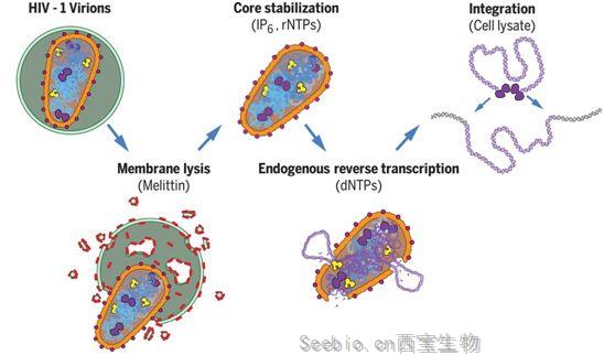 Science：重大進展！在體外重建HIV復制和整合過程，為開發靶向HIV衣殼的藥物奠定基礎