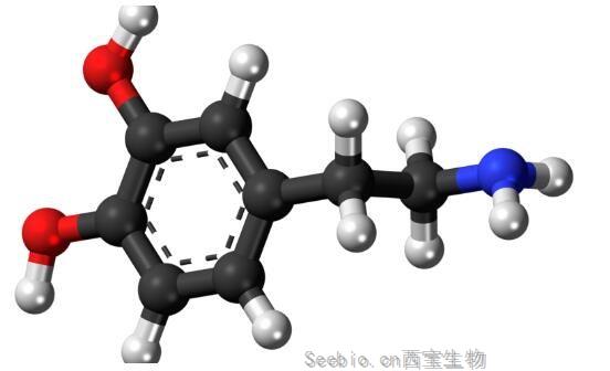 Neuron解讀！揭秘多巴胺和血清素在調(diào)節(jié)人類感知和決策制定能力方面扮演的關(guān)鍵角色！