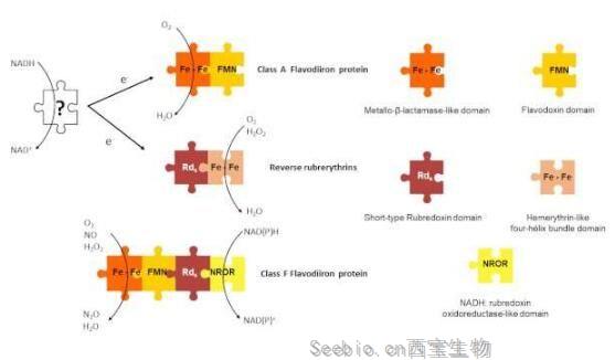 mBio：揭秘艱難梭菌在低氧環(huán)境中得以生存的分子機(jī)制