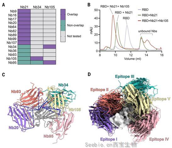 Science：美洲駝納米抗體有望成為對抗新冠病毒的強(qiáng)大武器