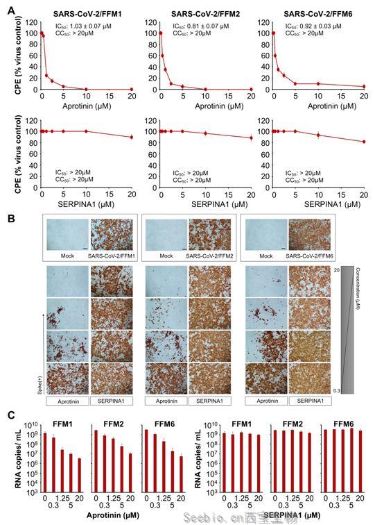 Cells：揭示抑肽酶抑制新冠病毒復制