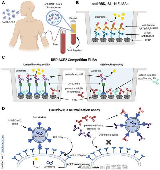 Science子刊：新型縱向研究記錄了在癥狀出現5個月后的COVID-19抗體反應