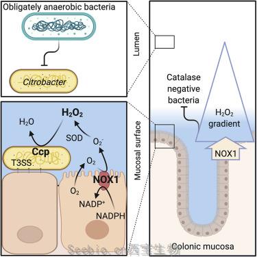 Cell子刊：顛覆現有理論！過氧化氫讓腸道細菌遠離結腸內壁