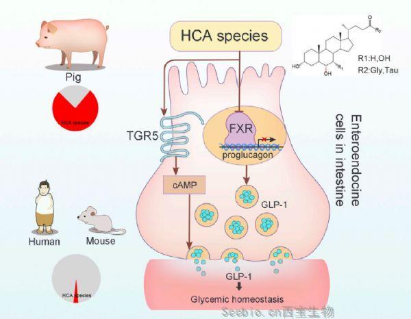Cell子刊：人類能否戰(zhàn)勝<font color='red'>糖尿病</font>？這方面可能要向豬學(xué)學(xué)了！
