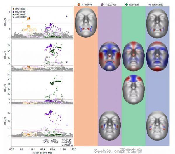 Nature子刊：揭示“顏值”背后的遺傳信息