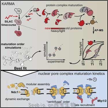 Cell論文解讀！新方法首次詳細揭示核孔復合物的組裝過程