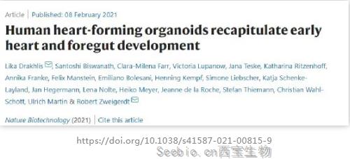 Nature子刊：科學家成功分化出人類心臟形成類器官
