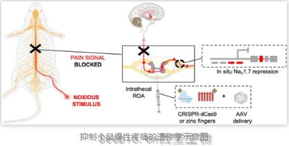 代替嗎啡治療疼痛的依賴！Science子刊：基于CRISPR和鋅指蛋白的基因治療技術緩解慢性疼痛