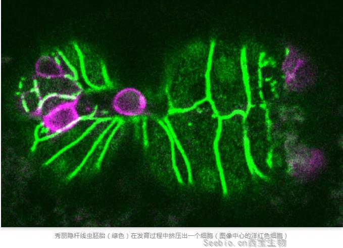 Nature重磅！諾獎得主揭示“另類”潛在抑癌方法：把<font color='red'>癌細胞</font>“擠”出去