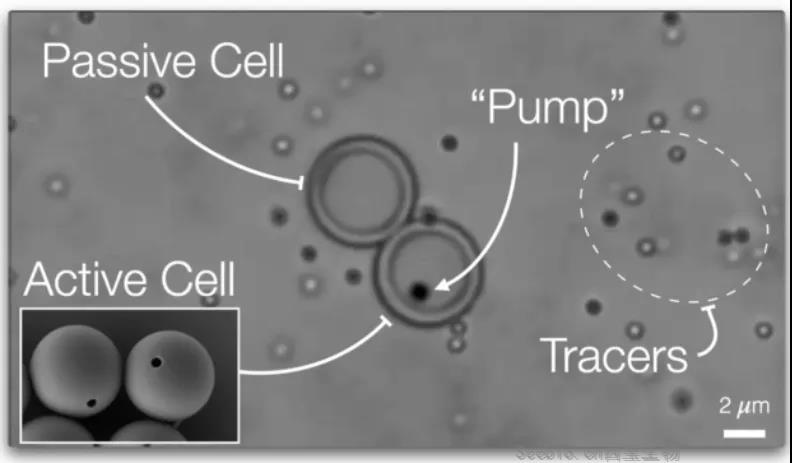 Nature重磅：離人造生命又近一步？首個具有主動運輸能力的“<font color='red'>人造細胞</font>”問世！