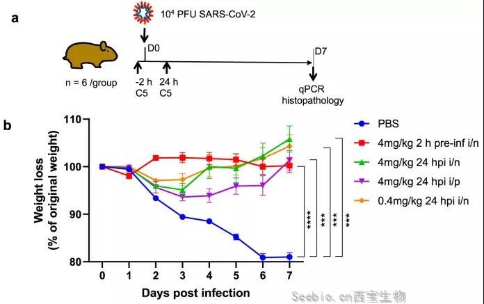 羊駝拯救世界？科學家發現，理想的COVID-19疫苗可能來自這一“神獸”