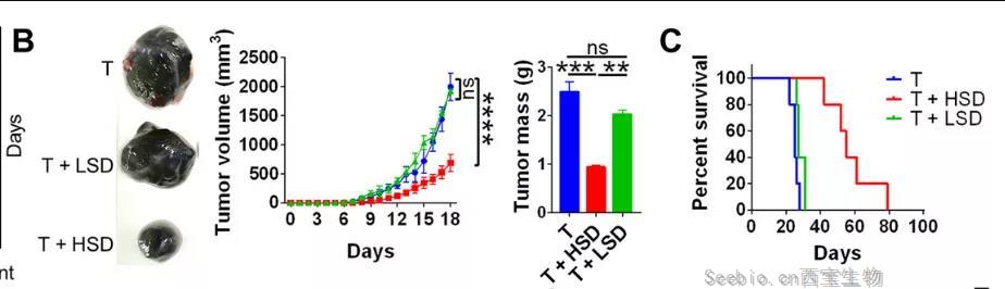 鹽要漲價了！Science子刊揭示：高鹽飲食或可誘導有效的腫瘤免疫！