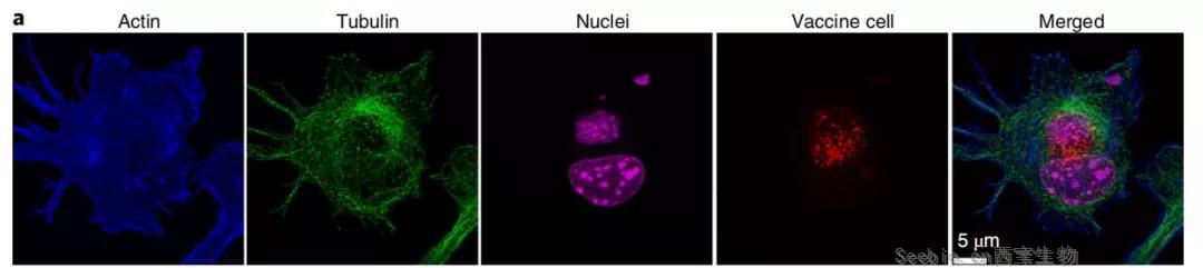癌癥疫苗重大進展！ 《nature》子刊：科學家發明通過<font color='red'>腫瘤細胞</font>的低溫硅化來制造癌癥疫苗的技術