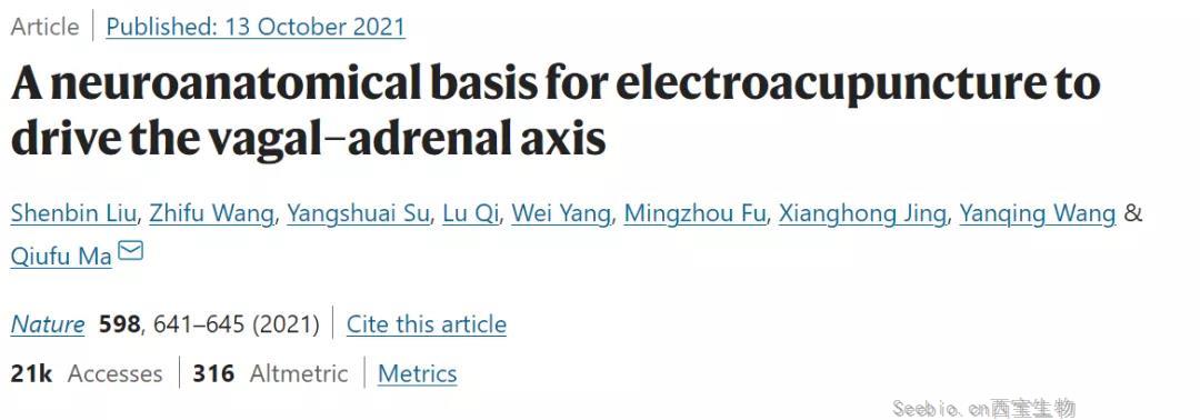 Nature：針灸不再是“玄學”！中美科學家首次證明針灸的神經解剖學原理