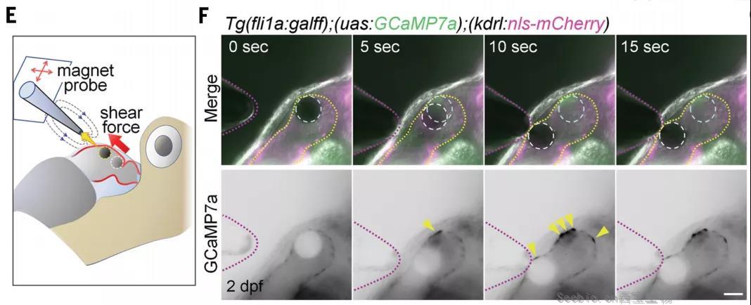 心臟發育機制的大發現！Science：機械應力對心臟瓣膜形成過程的調控機制