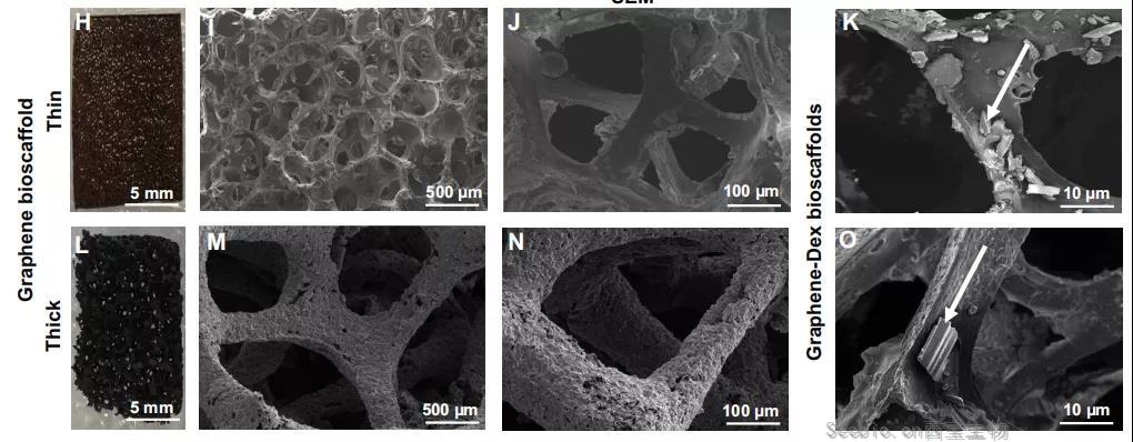 基礎科研 | 石墨烯 YYDS！Science Advances：石墨烯生物支架用于抑制器官移植的<font color='red'>炎癥反應</font>，提高移植細胞的生存率