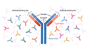 重組抗體：未來科研抗體和藥物研發的主力軍