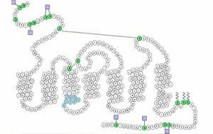 Nature：這款艾滋病藥物可逆轉中年記憶力喪失