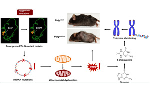 Nature子刊和Aging Cell兩篇論文：<font color='red'>線粒體</font>功能障礙是如何導致早衰和疾病的