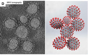 研究發現，冠狀病毒的形狀會影響其傳播