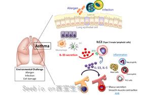 Science子刊：對過敏性哮喘的保護—先天淋巴樣細胞