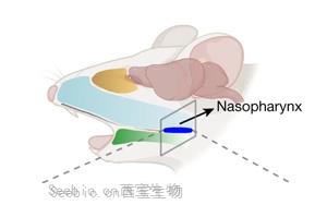 《Nature》甲流當季，大腦如何感知感染以及“布洛芬”沒效果的原因？