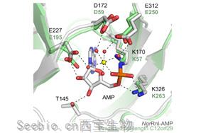 Nature子刊發現了隱藏的RNA修復機制：一種前所未知的蛋白質功能