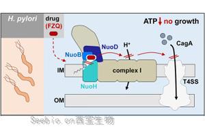 Cell發(fā)現(xiàn)<font color='red'>幽門螺桿菌</font>的一個(gè)弱點(diǎn)：讓細(xì)胞喪失呼吸能力