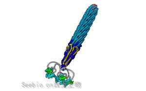 Nature子刊：首次繪制出一種常用的噬菌體結構