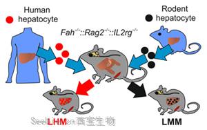 Science Advances：肝細(xì)胞影響生物鐘的又一證據(jù)