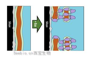 科學(xué)家揭示了防止癌癥擴(kuò)散的細(xì)胞過程的新細(xì)節(jié)