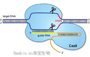 PNAS：基于CRISPR/cas9的基因驅動可以抑制農業害蟲