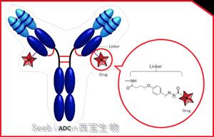 <font color='red'>蛋白質交聯劑</font>及在生物學中的應用