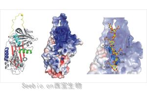 肝素結(jié)合蛋白（HBP）-磁微粒化學發(fā)光（AE/AP）/<font color='red'>熒光免疫層析</font>解決方案