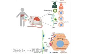 小鼠“人源化”肝臟揭示了<font color='red'>慢性疾病</font>的根源