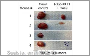 Leukemia：基于CRISPR的基因療法為白血病治療帶來希望