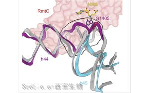 PNAS：活性酶的圖像揭示了耐抗生素細菌的秘密