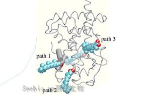 《Immunity》控制T細胞活性